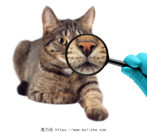 兽医医生拿放大镜检查的一只猫的鼻子猫和放大镜。兽医医生让查的一只猫.